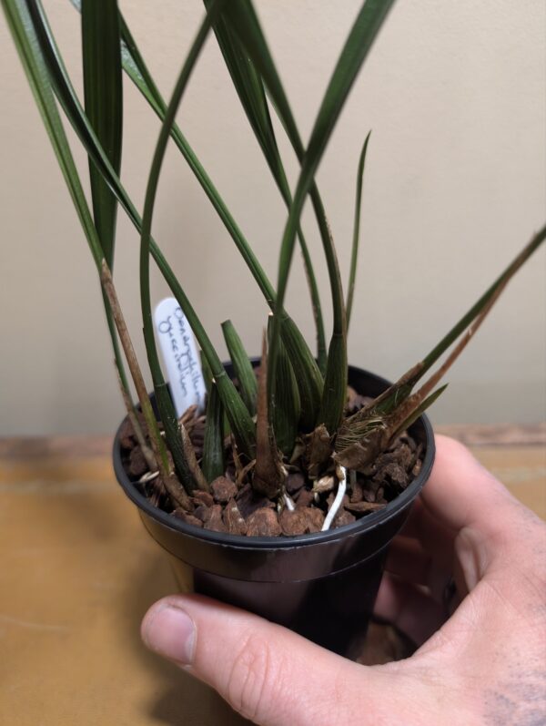 Dendrochilum yuccifolium - Image 2