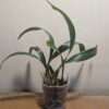 Coelogyne Spring Showers - Image 2