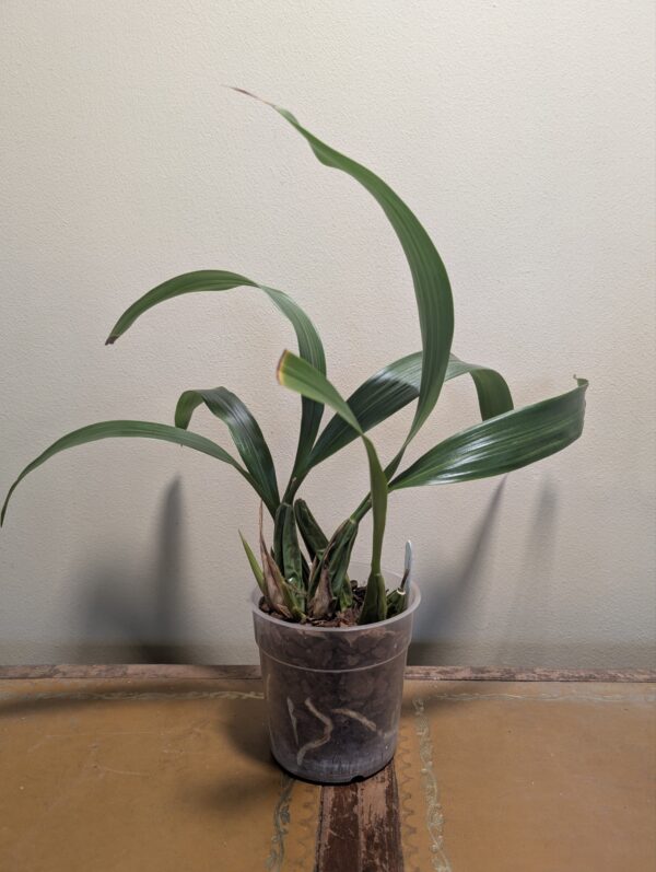 Coelogyne Spring Showers - Image 2