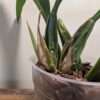 Coelogyne Spring Showers - Image 3