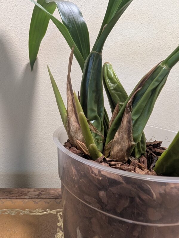 Coelogyne Spring Showers - Image 3
