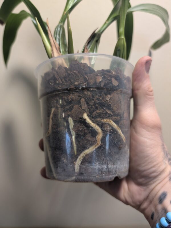 Coelogyne Spring Showers - Image 4
