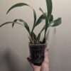 Coelogyne Spring Showers