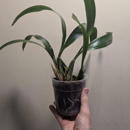 Coelogyne Spring Showers