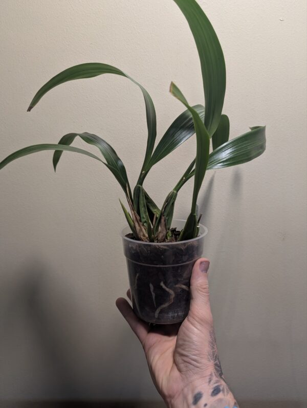 Coelogyne Spring Showers
