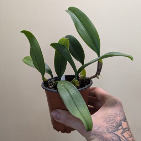 Bulbophyllum vindobona