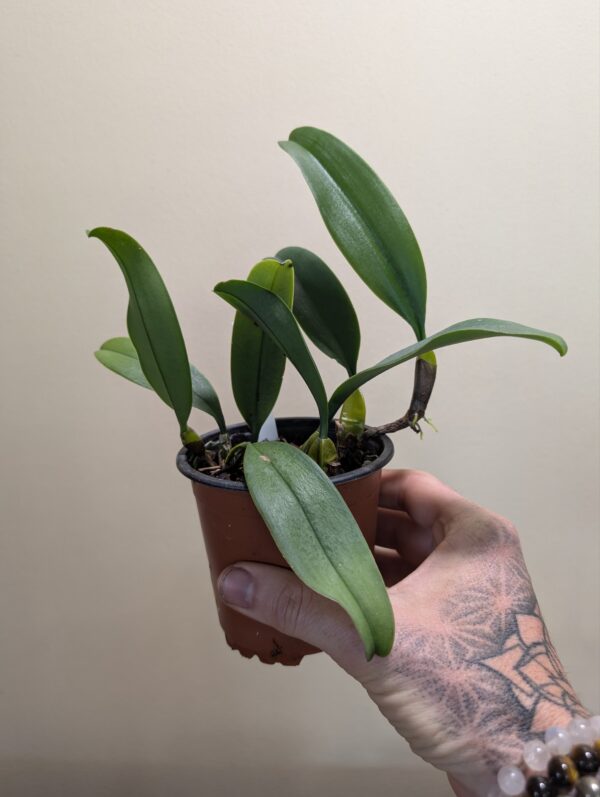 Bulbophyllum vindobona