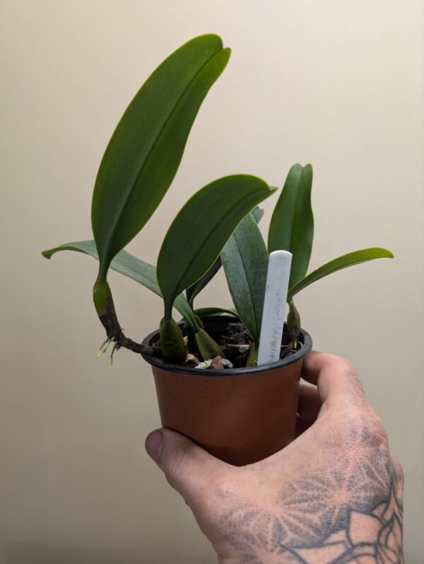 Bulbophyllum vindobona - Image 2