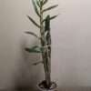 Dendrobium formidible - Image 2