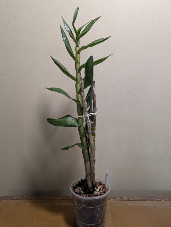 Dendrobium formidible - Image 2