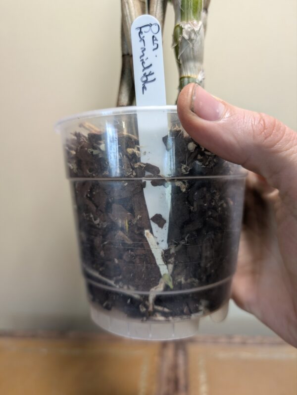 Dendrobium formidible - Image 3