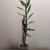 Dendrobium formidible