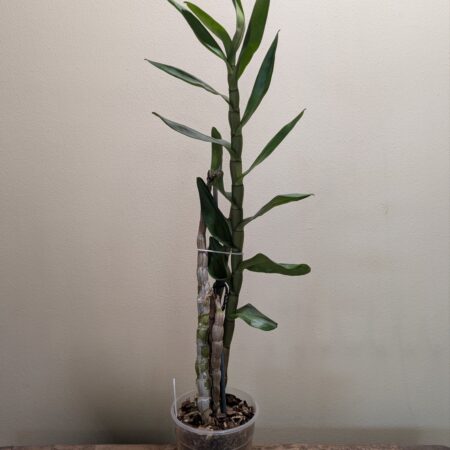 Dendrobium formidible