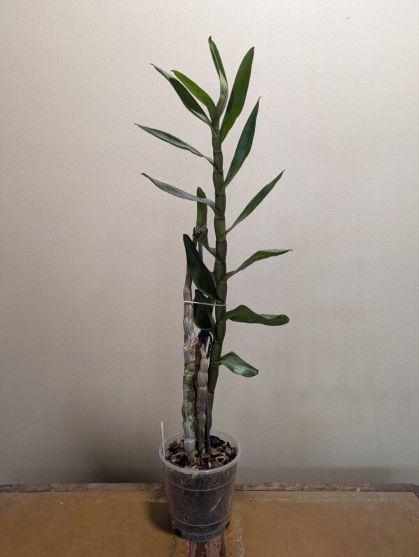 Dendrobium formidible