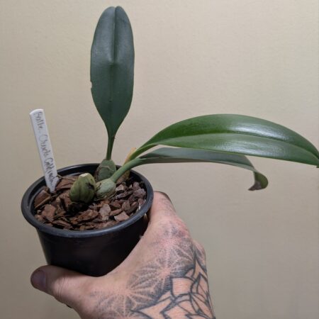 Bulbophyllum Clouds Goldrush