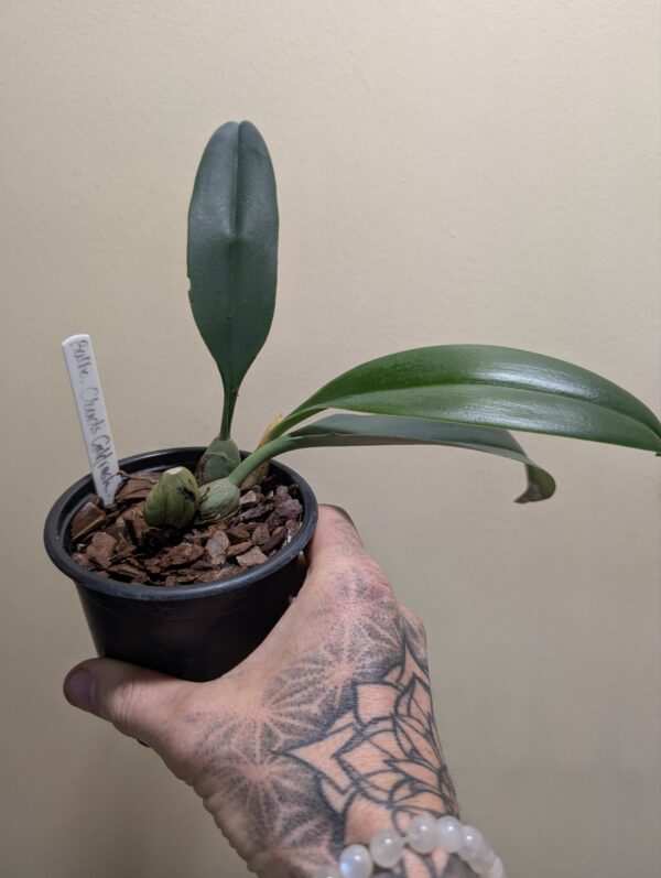Bulbophyllum Clouds Goldrush