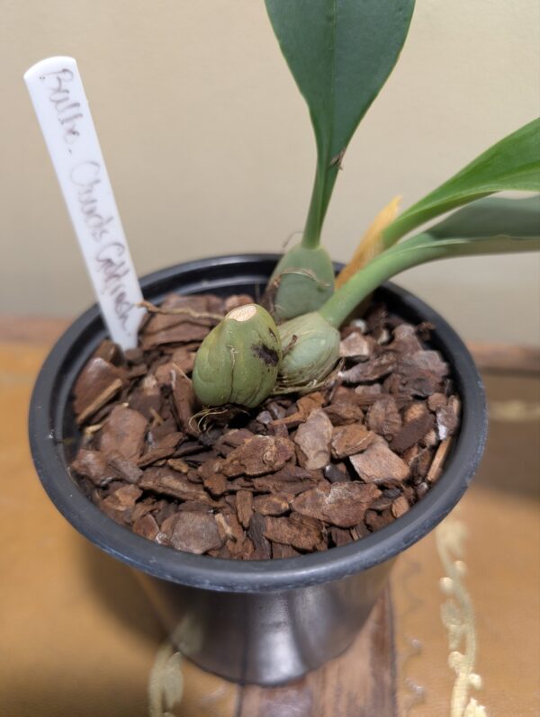 Bulbophyllum Clouds Goldrush - Image 3