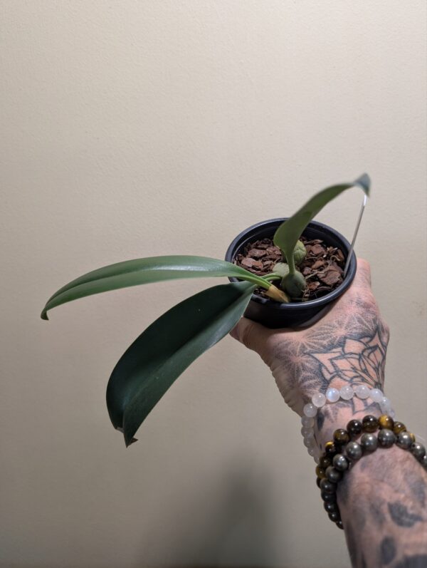Bulbophyllum Clouds Goldrush - Image 2