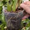 Coelogyne Spring Showers - Image 4