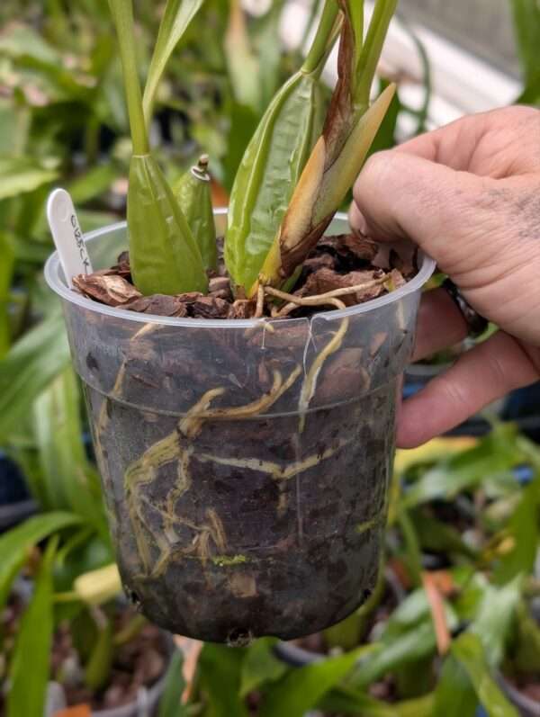 Coelogyne Spring Showers - Image 4