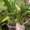 Coelogyne Spring Showers - Image 5