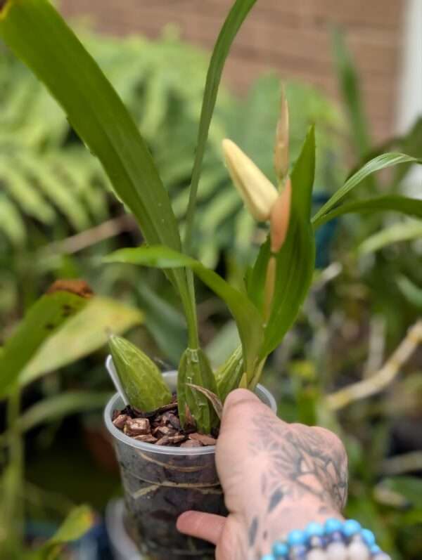 Coelogyne Spring Showers - Image 5