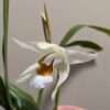 Coelogyne Spring Showers