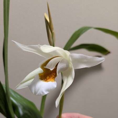 Coelogyne Spring Showers