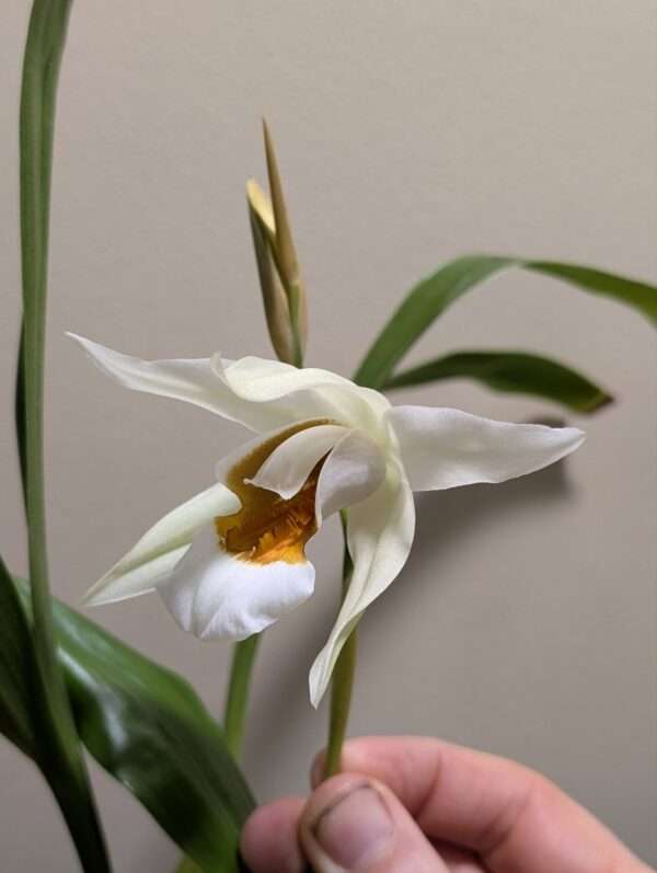 Coelogyne Spring Showers