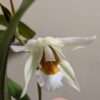 Coelogyne Spring Showers - Image 2