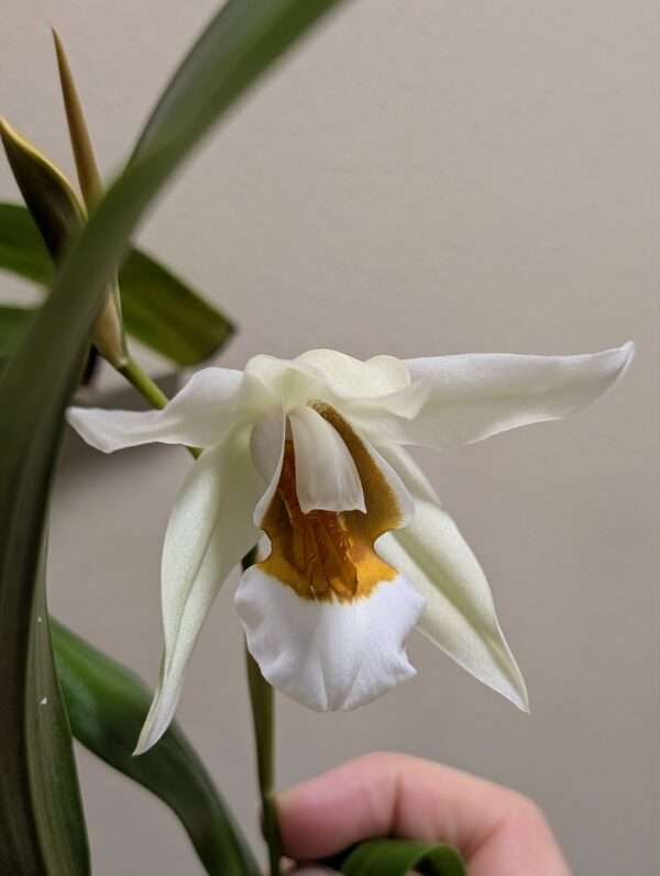 Coelogyne Spring Showers - Image 2