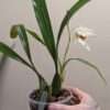 Coelogyne Spring Showers - Image 3