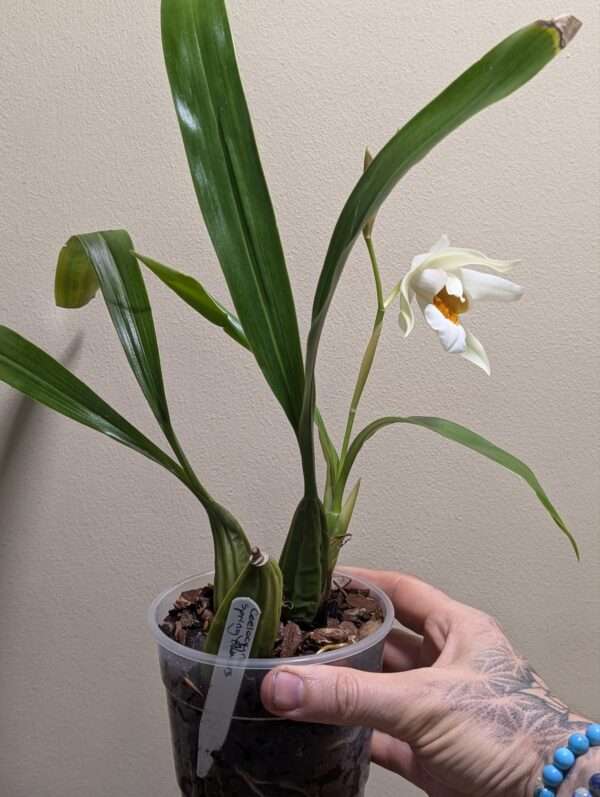 Coelogyne Spring Showers - Image 3