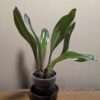 Bulbophyllum klabatense var Sulawesi - Image 2