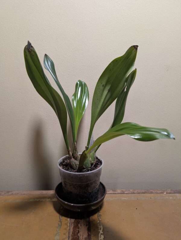 Bulbophyllum klabatense var Sulawesi - Image 2