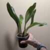 Bulbophyllum klabatense var Sulawesi