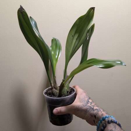 Bulbophyllum klabatense var Sulawesi