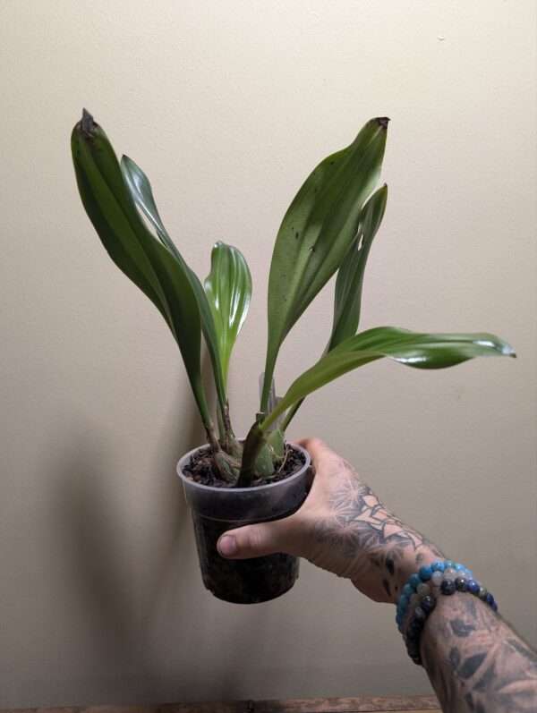 Bulbophyllum klabatense var Sulawesi