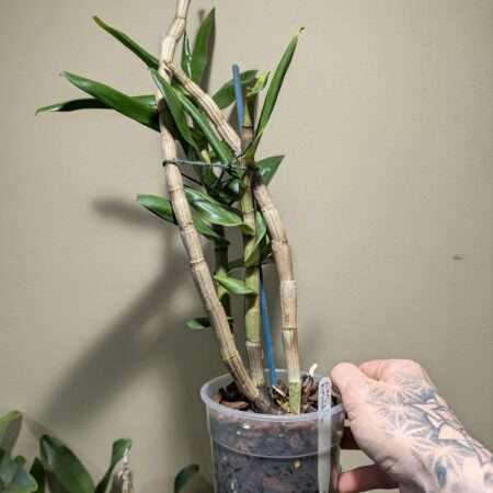 Dendrobium formidible