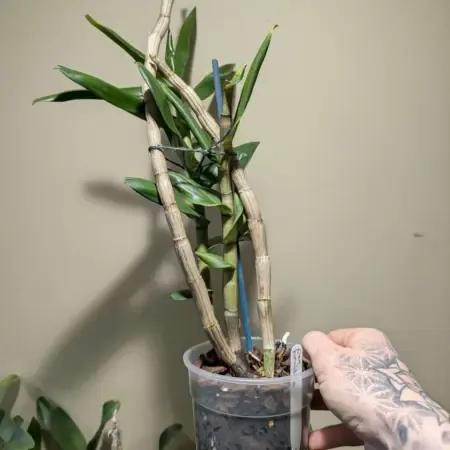 Dendrobium formidible
