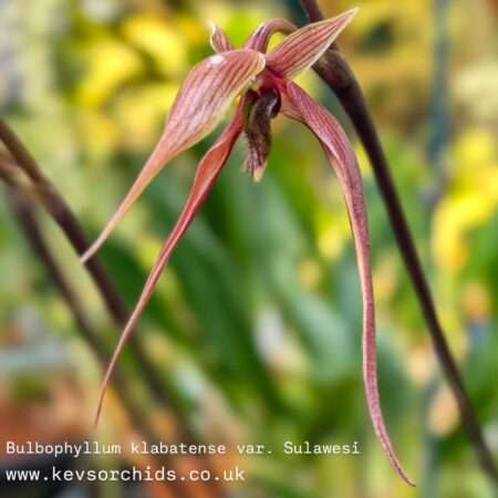 In Flower/Spike for January 2026