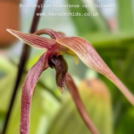 Bulbophyllum klabatense var Sulawesi