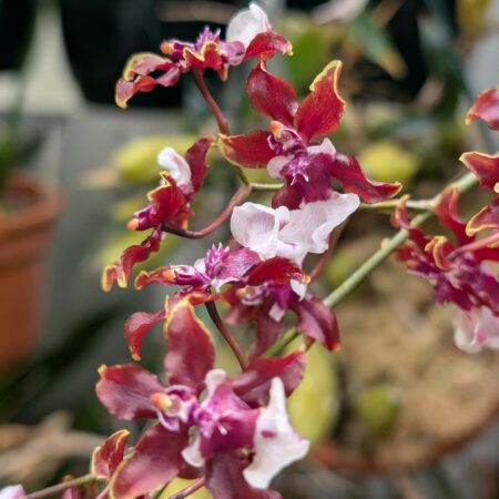 Oncidium Sharry Baby
