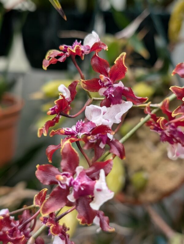 Oncidium Sharry Baby