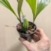 Gongora galeata