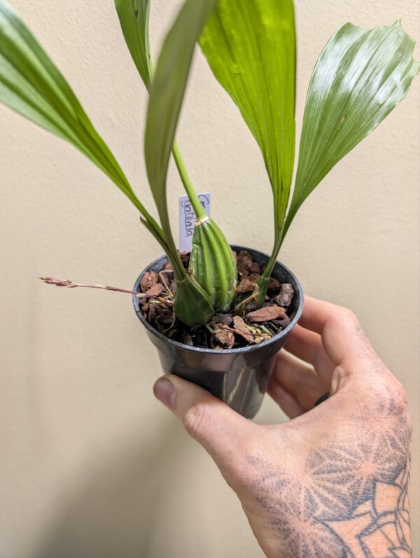 Gongora galeata