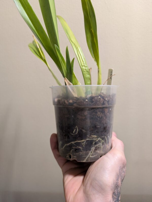 Oncidium Sharry Baby - Image 2