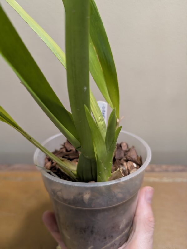 Oncidium Sharry Baby - Image 3
