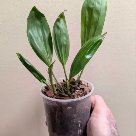 Stanhopea jenischiana