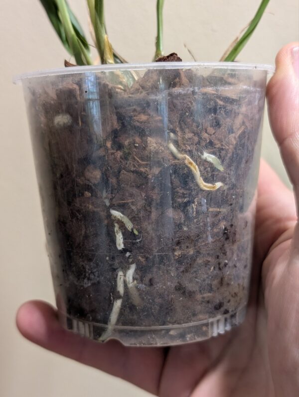 Stanhopea jenischiana - Image 3